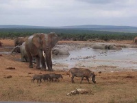image of warthog
