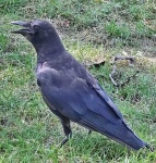 image of animal