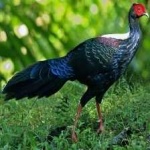 image of bird