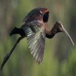 image of bird