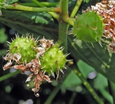 image of buckeye