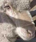image of animal
