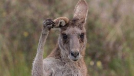 image of animal