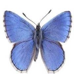 image of animal