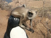 image of langur