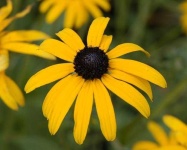 image of flower