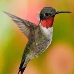 image of bird