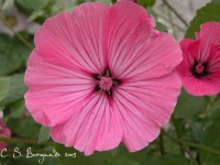 image of flower