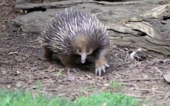image of echidna