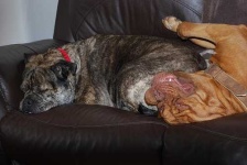 image of bull_mastiff