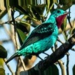 image of bird