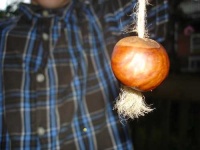 image of buckeye