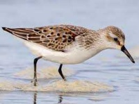 image of sandpiper #22