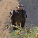 image of bird