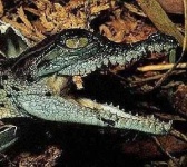 image of animal
