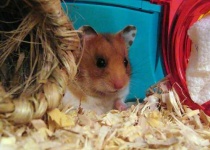 image of hamster