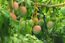 image of mango #33