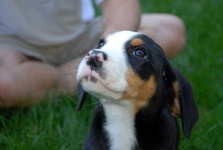 image of greater_swiss_mountain_dog
