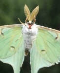 image of moth #9