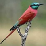 image of bird