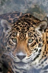 image of jaguar_car