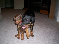 image of rottweiler