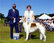 image of borzoi