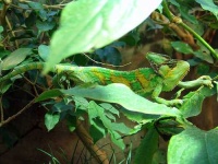 image of african_chameleon