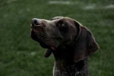 image of german_short_haired_pointer