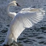 image of bird
