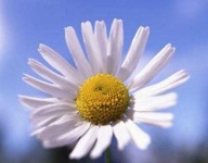 image of flower