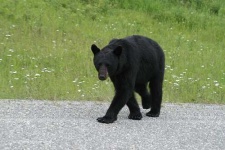 image of american_black_bear