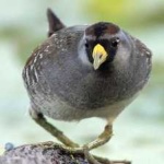 image of bird
