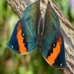image of animal