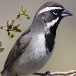 image of black_throated_sparrow #20