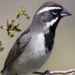 image of bird
