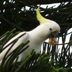 image of sulphur_crested_cockatoo