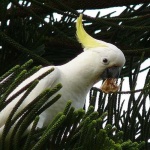 image of sulphur_crested_cockatoo #4