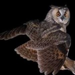 image of bird