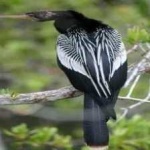 image of bird