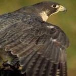 image of bird