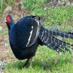 image of bird