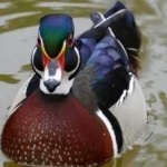 image of wood_duck #30