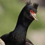 image of bird