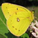 image of animal