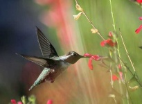 image of hummingbird