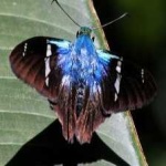 image of animal