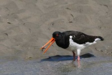 image of oystercatcher