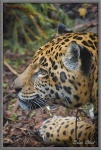 image of jaguar_car
