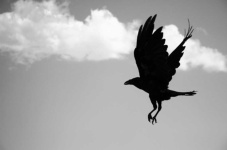 image of animal